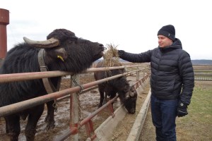 Ферма Карпатський буйвіл, Виноградів
